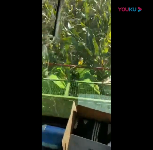 视频展示
